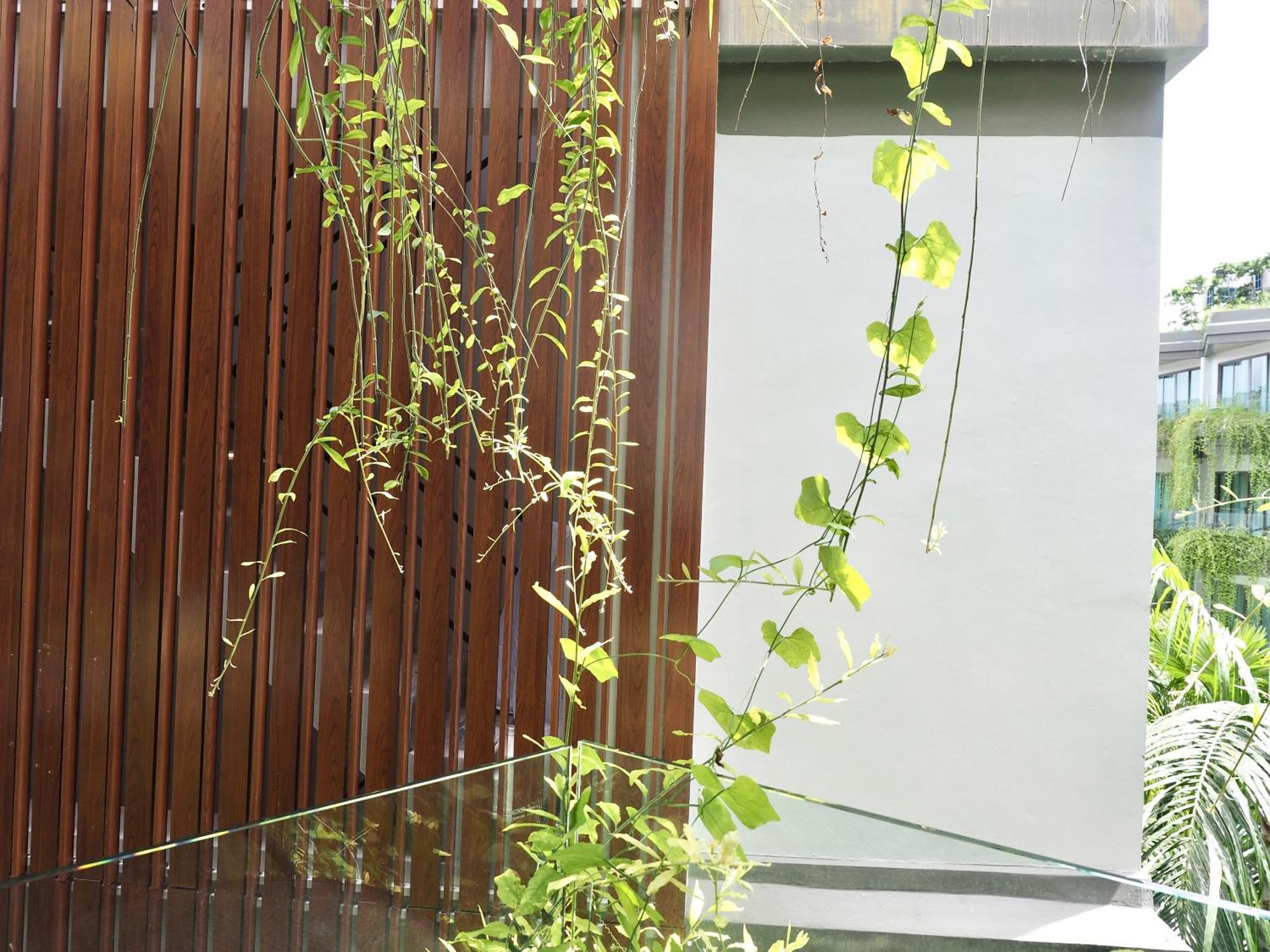Panwaburi Beachfront Resort - Sha Extra Plus Экстерьер фото A green wall in Singapore